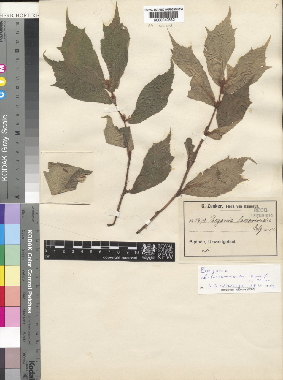 B. elatostemmoides